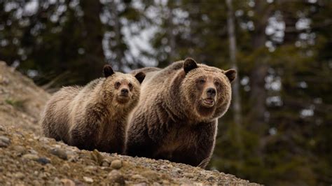 Nature & Wildlife Photography - Grizzly Bear Mother and Cub - YouTube