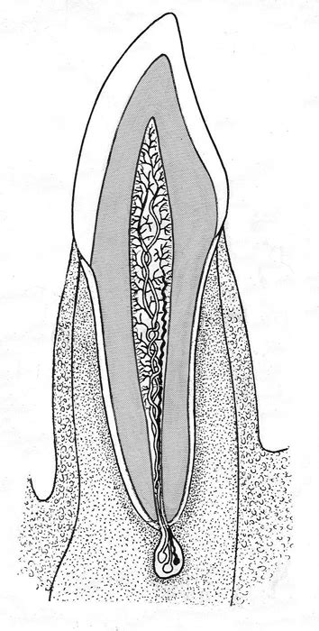 Human incisor: vertical section through tooth | Biological drawings of Teeth and Dentition ...