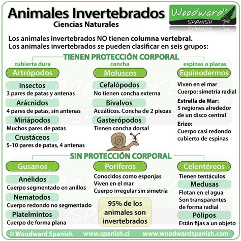 isla Erudito filosofía cuantas clasificaciones de animales hay Llevando corazón perdido Se ...