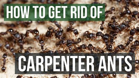 Does Treated Wood Prevent Carpenter Ants? 13 Most Correct Answers - Chiangmaiplaces.net