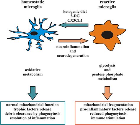 Frontiers | Metabolic Reprograming of Microglia in the Regulation of ...