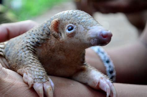 Cute Baby Pangolin