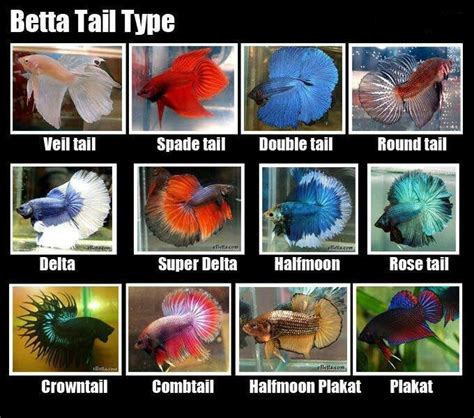 Bettas | Betta fish types, Betta fish tank, Betta