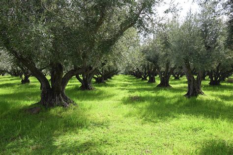 Olive Orchard In Spring Photograph by Frank Wilson