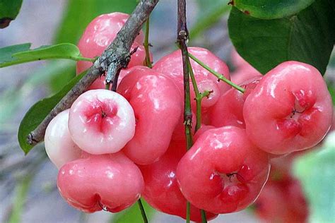 14 Health Benefits Of Rose Apples (Water Apples)