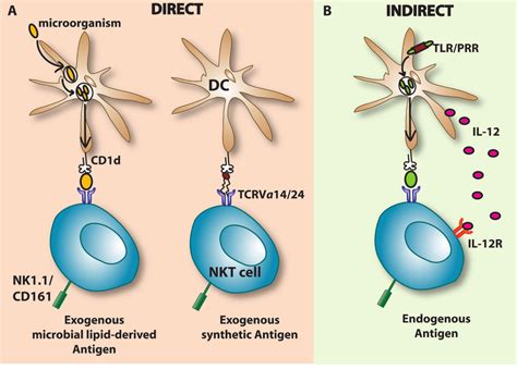 Major (I NKT) cell activation pathways. A. Direct activation of iNKT... | Download Scientific ...