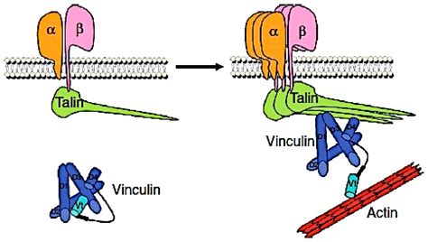 Medical Sciences | Free Full-Text | Plasma Concentrations of Vinculin versus Talin-1 in Coronary ...