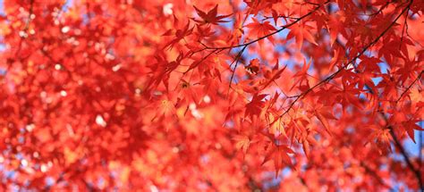 Best Times and Places to See Autumn Colors in Japan! Fall Foliage Forecast 2019 | DiGJAPAN!