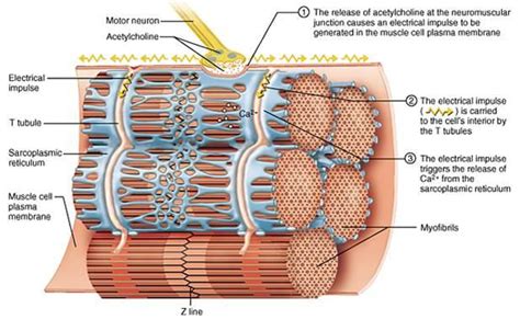 Bio Geo Nerd: Muscle Contraction