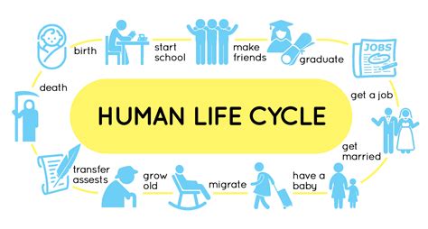 Stages In The Human Life Cycle Year 5 Cgp Plus - vrogue.co