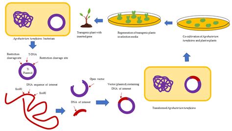 Sustainability | Free Full-Text | Assessment of Benefits and Risk of Genetically Modified Plants ...