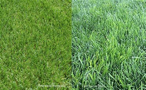 Perennial Ryegrass vs. Tall Fescue (Differences + Selection Guide) - LawnsBesty