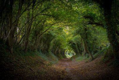 starrymessenger.tumblr.com Halnaker tree tunnel, Halnaker, West Sussex ...