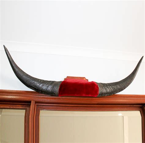 Buffalo Horns - Art Antiques Antlers