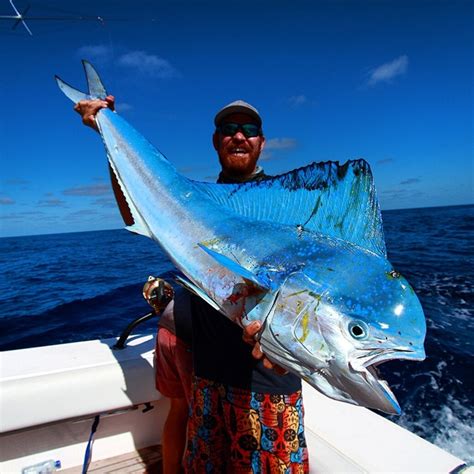 mahi-blue - Ambition Game Fishing Charters