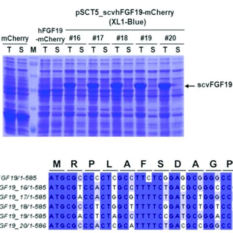 Analyses of the expression of the selected codon variants 19 and 20 in... | Download Scientific ...