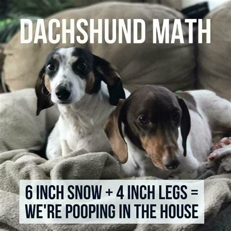 Pin by Anna Homb on Puppy Love | Funny dachshund, Dachshund puppies, Dachshund memes