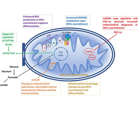 STEM CELLS - Wiley Online Library