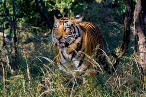 Kanha Tiger Safari Customized Tour - Nature Explorers India