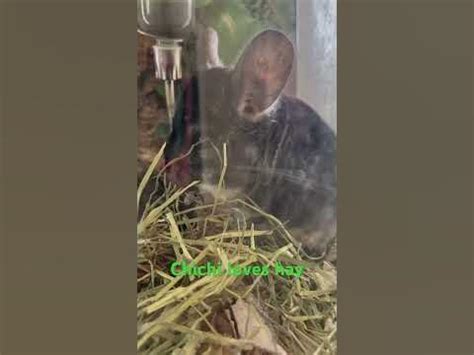 Chinchilla eating hay - YouTube