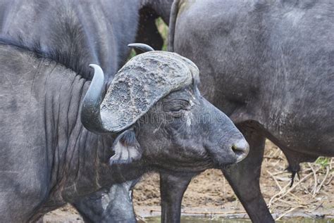 Herd of African Cape Buffalo Walking through the Bush Stock Image ...