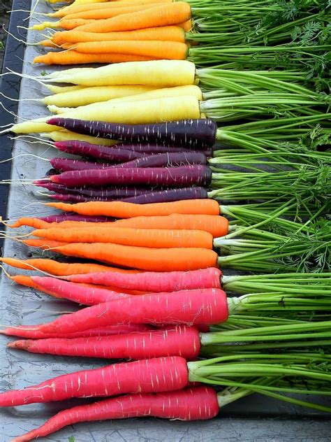 Rainbow Carrot Mix Seven Fancy Heirlooms 350 Seeds Spring - Etsy