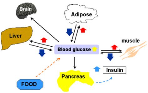 Glucose+metabolism (image)