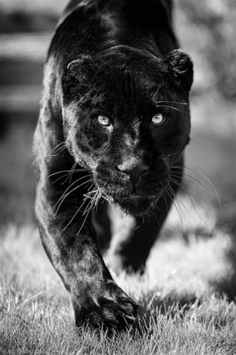 17 Best images about The Black Panther Party Movement on Pinterest ...