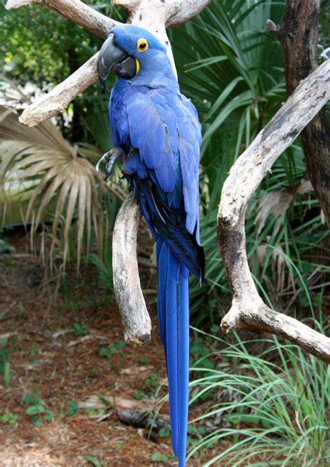 Hyacinth Macaw