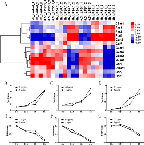 Exogenous carbon monoxide inhibits neutrophil infiltration in LPS ...