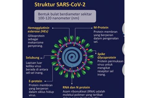 Cek fakta: Benarkah foto virus corona yang diperbesar 2.600 kali? - ANTARA News