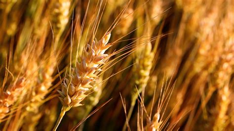 Tanzania sets aside 400,000 hectares of land for wheat cultivation. - Taifa Daily