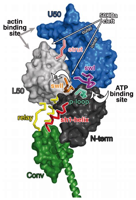 Structural features of the myosin motor | Download Scientific Diagram