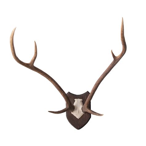 Axis Deer Antlers - Taxidermy Mounts for Sale and Taxidermy Trophies ...