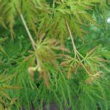 Acer palmatum 'Seiryu' | Acer palmatum 'Seiryû' | Acer palmatum dissectum 'Seiryu' | Seiryû ...