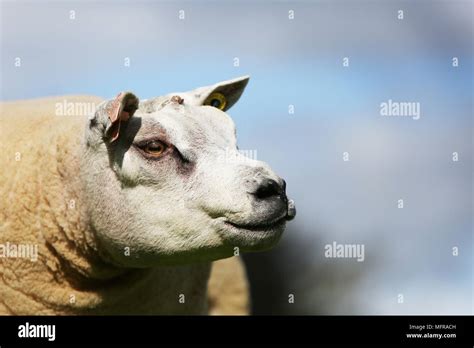 head shot of beltex sheep Stock Photo - Alamy