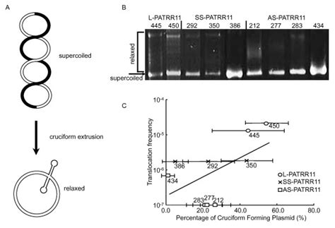 In vitro assay for secondary structure formation induced by negative... | Download Scientific ...