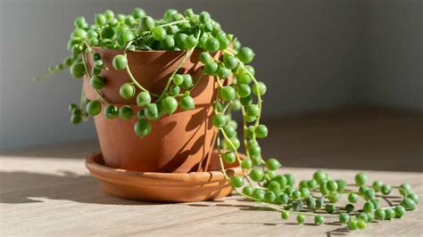 How to Grow and Care for String of Pearls (Complete Guide)