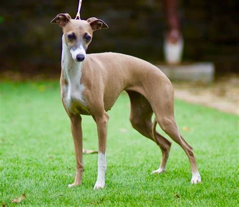 How Much Do Italian Greyhounds Cost? - Fumi Pets | 2024