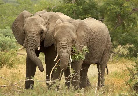 African Bush Elephant Facts | Anatomy, Diet, Habitat, Behavior - Animals Time