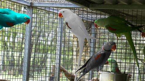 Colorful Parrots Ready for Breeding - Alexandrine Parakeet Mutations - YouTube