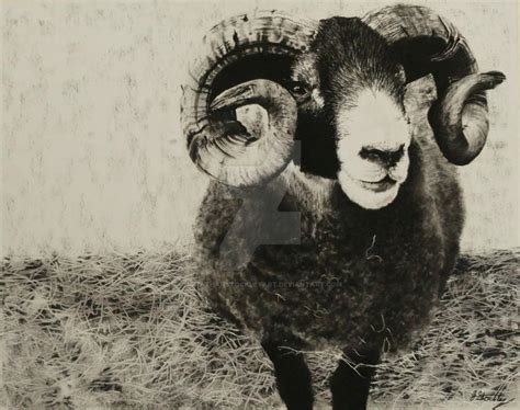 Black Faced Sheep by jonathanstockleyart on DeviantArt