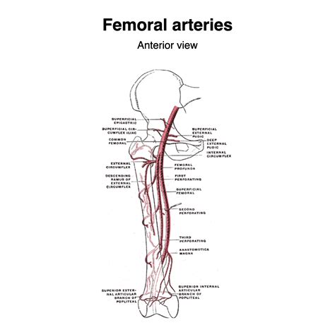 Image | Radiopaedia.org