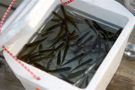 Fishing Bait 101: What to Use and How to Choose It (Updated 2023)