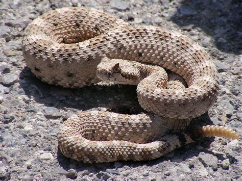 Sidewinder Snake - Learn About Nature