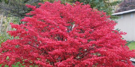 burning bush varieties Archives - This Is My Garden