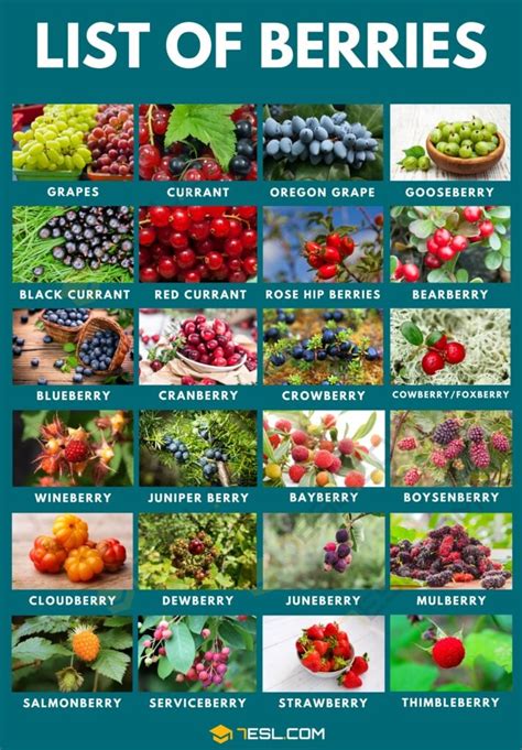 Types of Berries in English • 7ESL