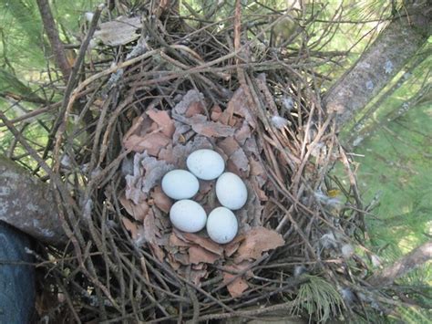 Cooper's Hawk Nesting Habits - Daily Birder