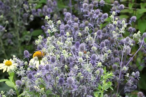 Sea holly: planting, care & overwintering - Plantura