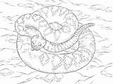 Eastern Diamondback Rattlesnake Coloring Page Pages sketch template